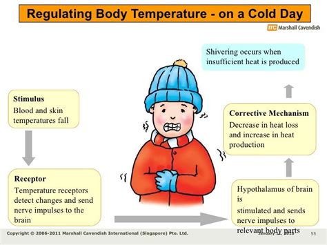 Homeostasis Imbalance   Hypothermia | Sample resume