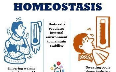Homeostasis in the Body | elink