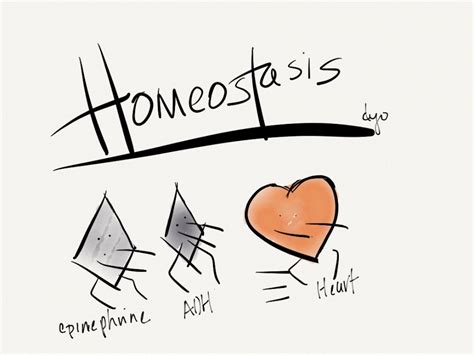 Homeostasis – Physiology Lab