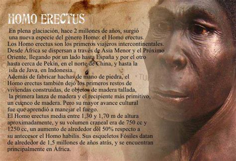 Homo Erectus Caracteristicas Peso Cerebro Altura Huevos ...