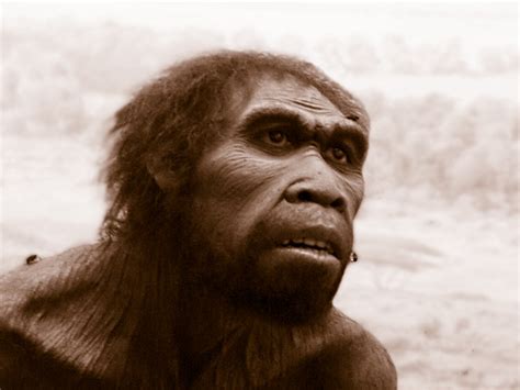 Homo ergaster | The American Museum of Natural History has ...