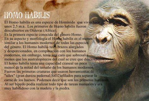 Homo Habilis Caracteristica Cerebro Huesos Altura La ...