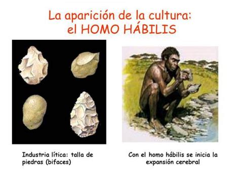 Homo habilis: características físicas y culturales