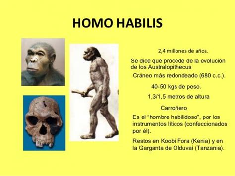Homo habilis: características físicas y culturales