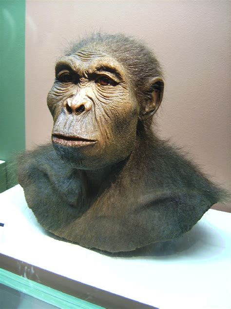 Homo habilis: características, origen y papel evolutivo ...