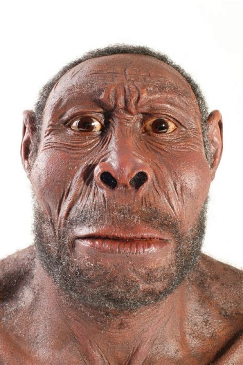 Homo habilis: características, origen y papel evolutivo ...