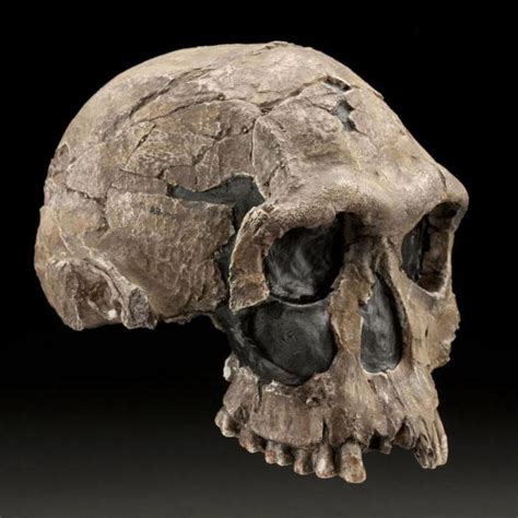 Homo habilis  Homo habilis    hombre hábil: herramientas ...