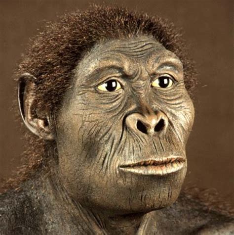 Homo Habilis – la evolución del «hombre hábil» – Dinosaurios