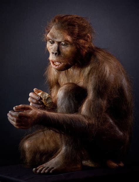 Homo habilis | Wiki Prehistórico | FANDOM powered by Wikia