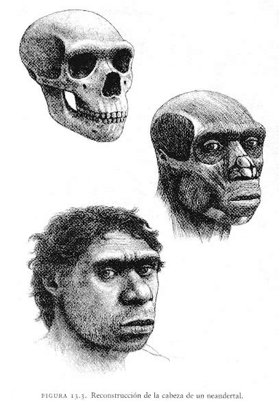 Homo neanderthalensis