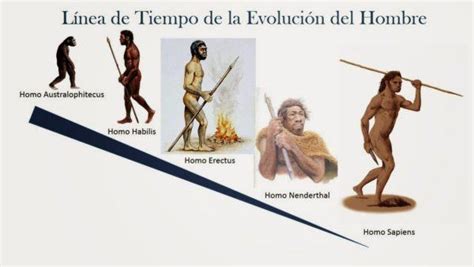 Homo Sapiens   Origin, characteristics, food and tools