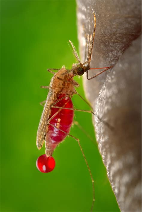 HOMO VERDIS: 10 mitos sobre los mosquitos y sus picaduras