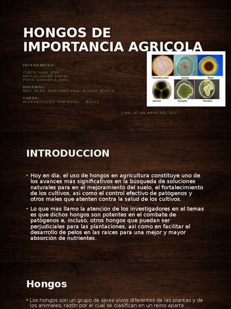 Hongos de Importancia Agricola Ppt | Hongo ...