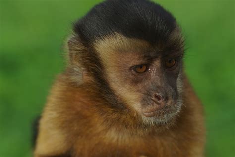 Hooded Capuchin Monkey   SPANISH | Birds of Eden Free ...