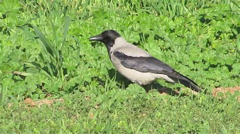 Hooded Crow Corvus cornix Κόρωνος Κουρούνα ...