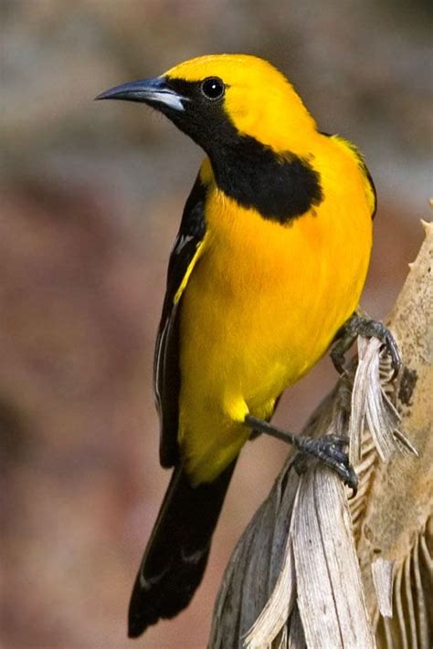 Hooded Oriole | Black bird, Beautiful birds, Pet birds