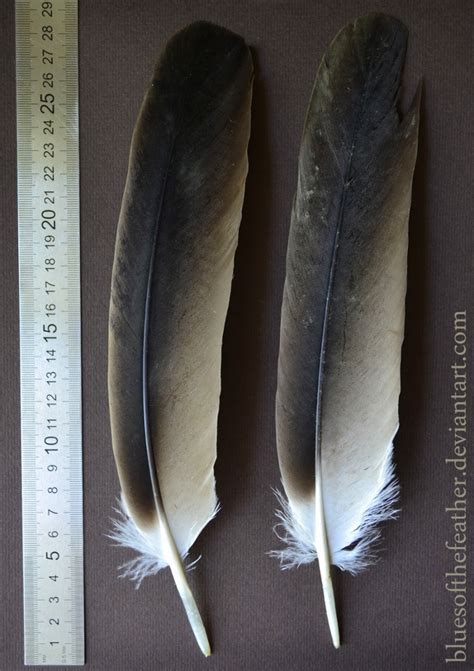 Hooded Vulture Feathers by BluesOfTheFeather on DeviantArt