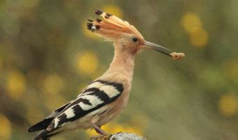 Hoopoe Birds   Facts, Information & Habitat