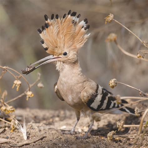 Hoopoe Images New HD Photos Galleries And Informations