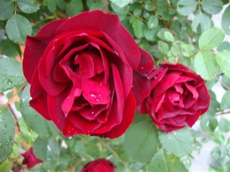 Hope For Humanity rose. | Beautiful red roses, Red roses, Rose varieties