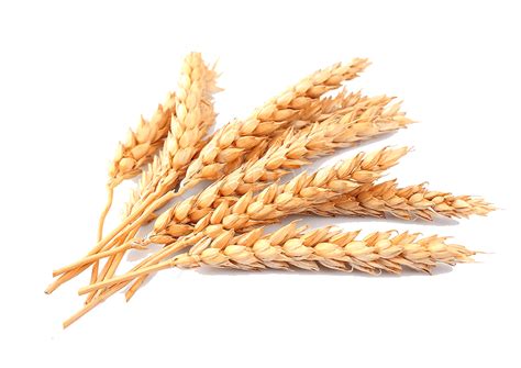 Hordeum PNG Images   Free Png Library