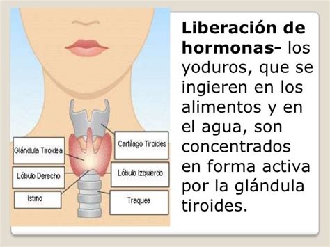 Hormona producida por la tiroides