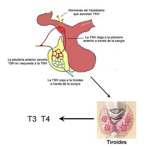 Hormonas : La tiroides y los kilos de más