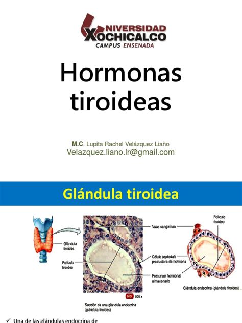 Hormonas Tiroideas | Hormona estimulante de la tiroides ...
