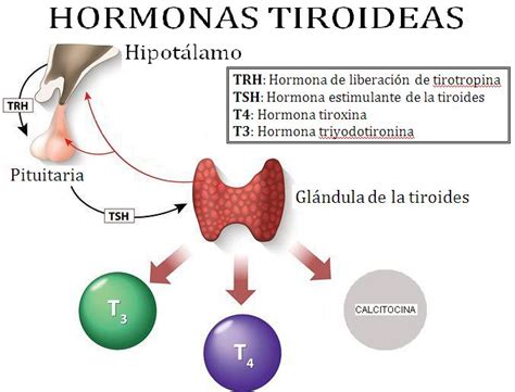 Hormonas tiroideas: ¿qué son? Función, síntomas, efectos y ...
