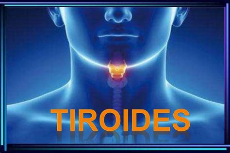 Hormonas tiroideas   Tiroides   Glándula Tiroides