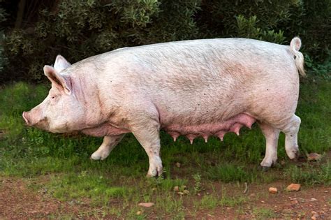 Horóscopo chino 2019 Cerdo: ¡es el año del cerdo ...