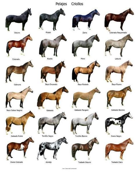 Horses | Razas de caballos, Colores de caballos, Caballos criollos