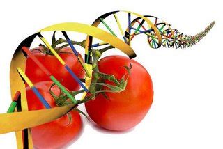 Horticultura y Cultivos ornamentales: Tomate transgénico