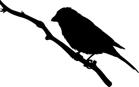 House Finch on Branch Silhouette | Free vector silhouettes