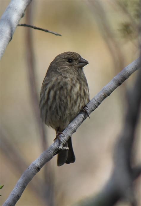 House Sparrow   Wild Birds Photo  18321922    Fanpop