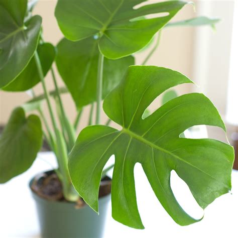 Houseplant Highlight: Monstera Deliciosa   Cookie and Kate ...