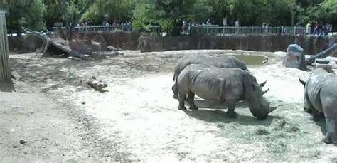 houston zoo rhino Gallery