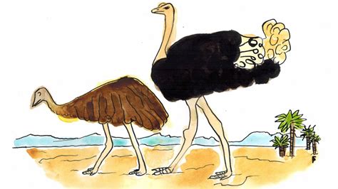 How are emus related to ostriches? | Wonk on the Wildlife