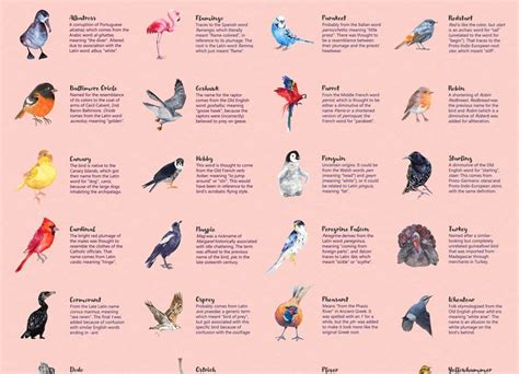 How Birds Got Their Names [Infographic]   Best Infographics