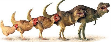 How Chickens Evolved From The Tyrannosaurus Rex