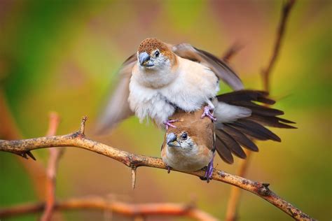How Do Birds Mate   Courtship and Sex in Birds