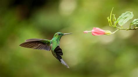 How Do Hummingbirds Hover in Rain and Wind? | Mental Floss