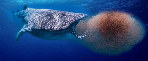 How Do Whales Survive By Eating Krill? » Science ABC