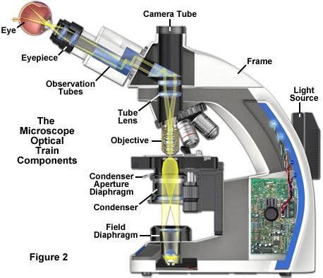 How does a microscope work?   Blurtit