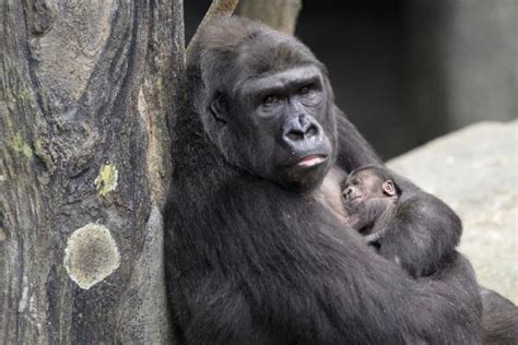 how long do gorillas in captivity live for | Passnownow