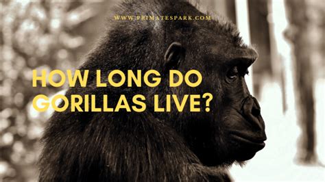 How Long do Gorillas Live in Jungle and In Captivity ...