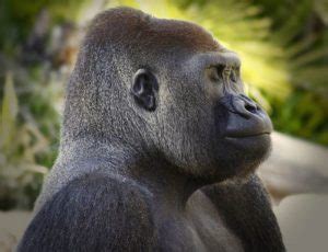 How long do gorillas live