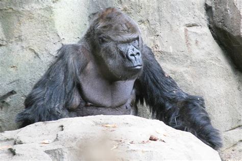 How long do Gorillas live?   Berggorilla & Regenwald ...