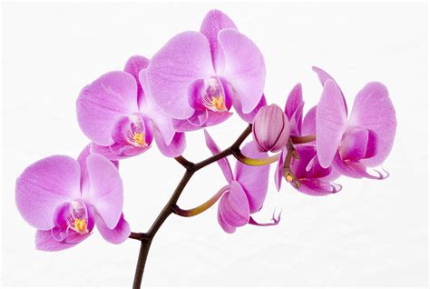 How long do Orchids Live Growing Indoors?