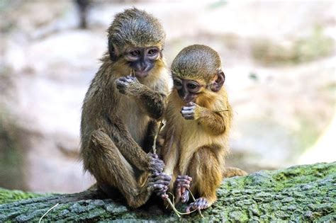 How Many Types of Monkeys Are There in the World? | Reader s Digest